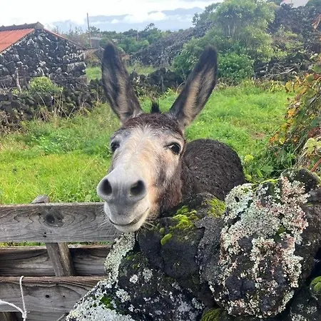 Casinha Melissa Casa de Férias