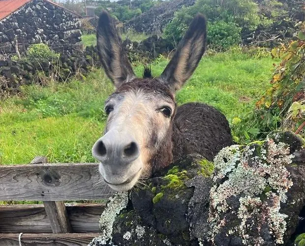 Casinha Melissa Holiday home